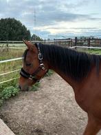 pony te koop, Dieren en Toebehoren, Pony's, Springpony, Zadelmak, 3 tot 6 jaar, B pony (1.17m tot 1.27m)