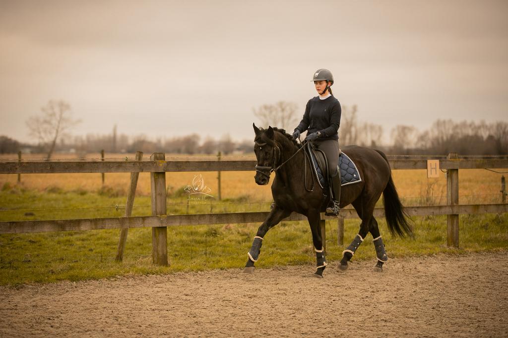 Ierse sportmerrie - 8 jaar, Dieren en Toebehoren, Paarden, Merrie, M, 160 tot 165 cm, 7 tot 10 jaar, Recreatiepaard, Met stamboom