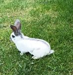 Lotharinger reuze vlinder ram, Dieren en Toebehoren, Konijnen, Mannelijk, Groot, 0 tot 2 jaar