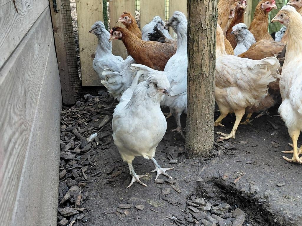 Marans en groenleggers