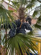 Gratis zaden van winterharde palmboom Trachycarpus Fortunei, Tuin en Terras, Ophalen