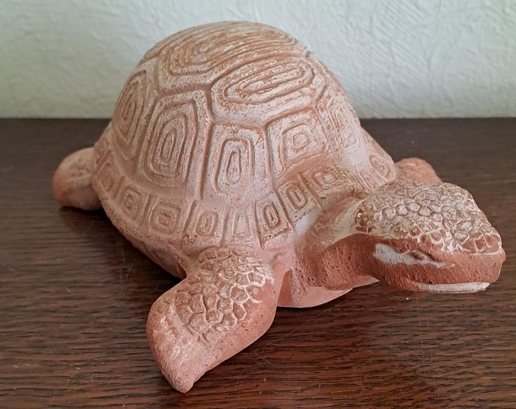 Schildpadden, Enlèvement