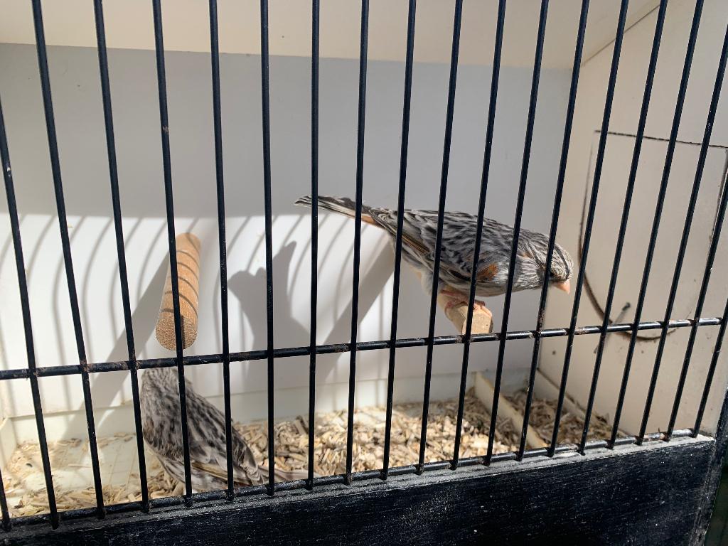 Agaat rood mozaïek pop, Vrouwelijk, Kleurkanarie