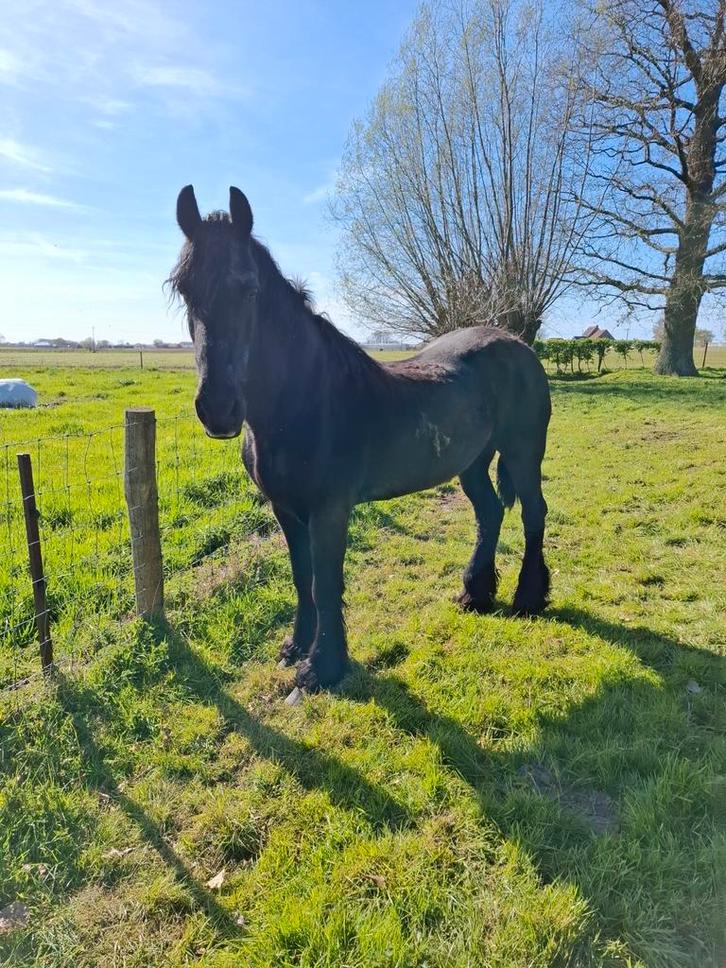Fries merrie, Dieren en Toebehoren, Paarden, Merrie, Zadelmak, 170 tot 175 cm, 11 jaar of ouder, Gechipt