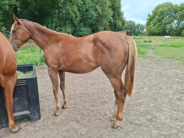 Jument Appaloosa APhC âgée de 2 ans, Animaux & Accessoires, Chevaux, Jument, Non dressé, Moins de 160 cm, 0 à 2 ans, Cheval western