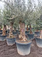 Olijfbomen Super ACTIE 220€, Ophalen