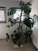 Monstera plant, Ophalen, In pot, 150 tot 200 cm, Volle zon