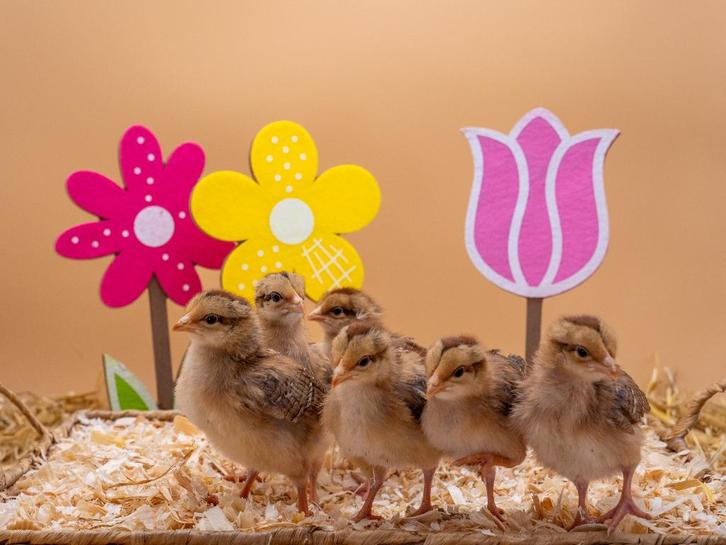 Jonge tamme Welsumer kuikens gesekst en ingeënt, Animaux & Accessoires, Volatiles, Poule ou poulet, Femelle