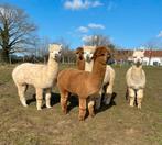 5 mooie jonge alpaca hengsten samen voor 1500 €, Dieren en Toebehoren, Overige Dieren, September, Meerdere dieren
