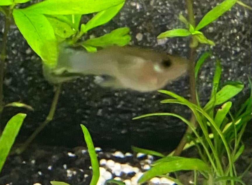 Jonge en jonge volwassen guppy’s, Dieren en Toebehoren