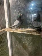 Pilotes de haut vol serbes, Animaux & Accessoires, Oiseaux | Pigeons