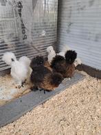 Zijdehoen hennen, Dieren en Toebehoren, Pluimvee, Vrouwelijk, Kip