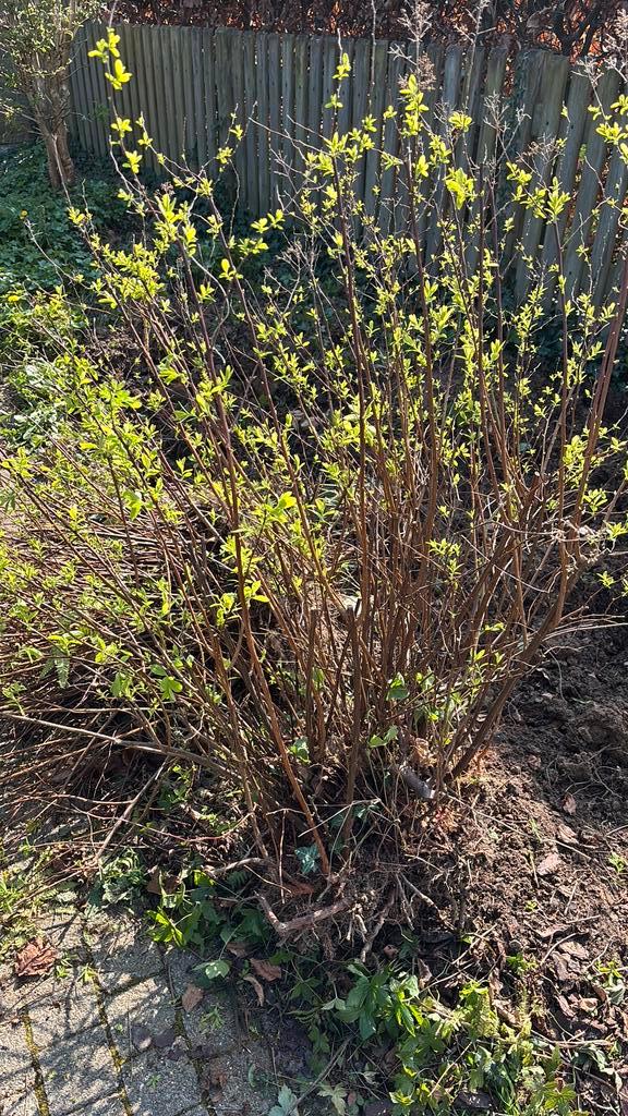 Struiken gratis af te halen, Tuin en Terras, Planten | Tuinplanten, Zomer, Ophalen