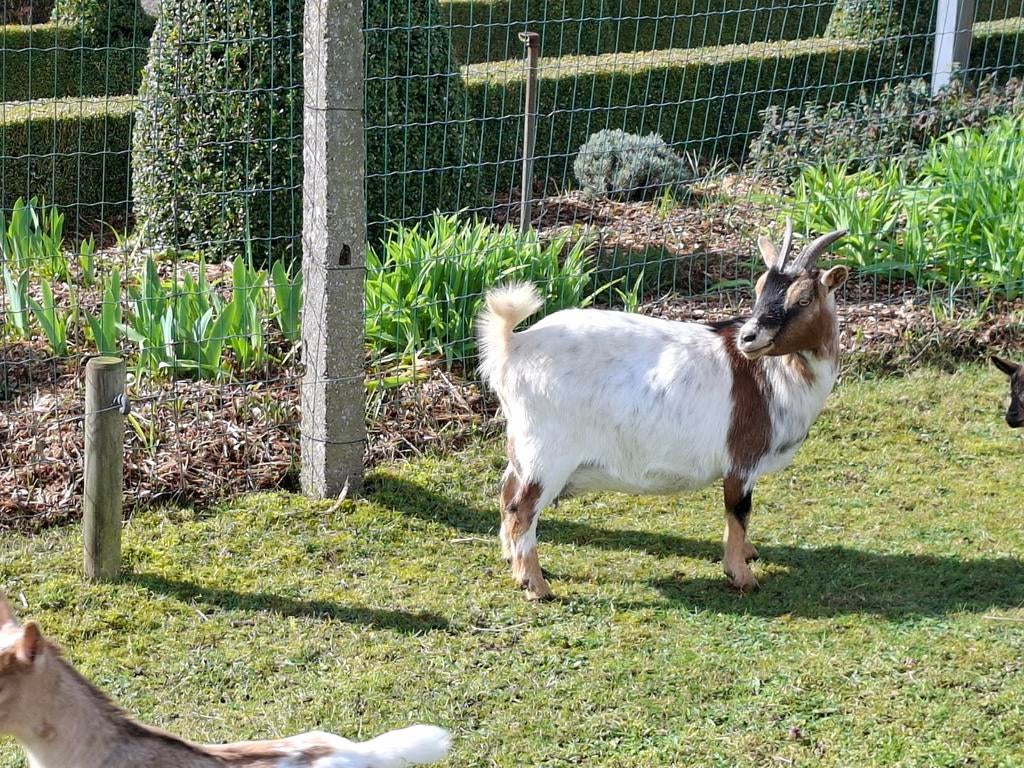 Dwerggeit mieke, Vrouwelijk, Geit