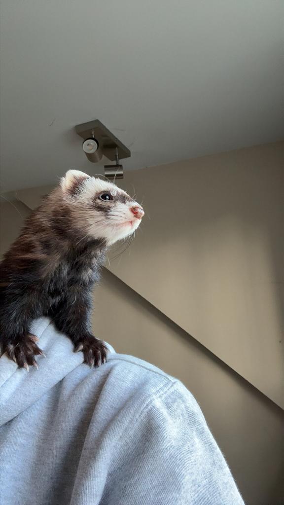 Dek fret GEZOCHT!!, Mei, Vrouwelijk