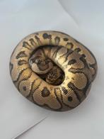 Clown pythons te koop, Dieren en Toebehoren, Slang, Tam, 3 tot 6 jaar