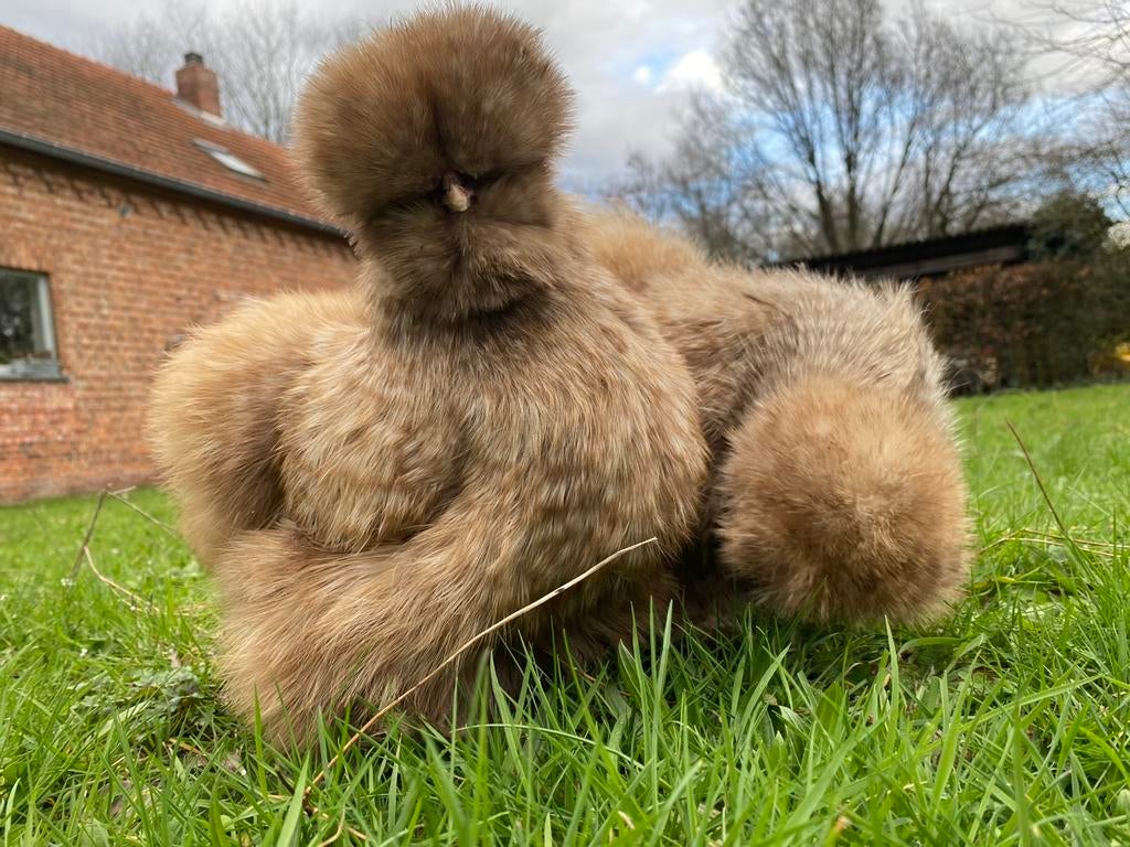 Broedeieren Amerikaanse zijdehoenders, Dieren en Toebehoren, Pluimvee, Kip, Meerdere dieren