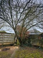 Gratis hout, Tuin en Terras, Ophalen