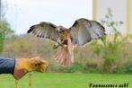 🦅 Stage de fauconnerie – Expérience unique avec rapace 🦅, Divers, Saint-Nicolas, Enlèvement, Neuf