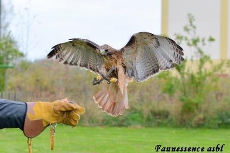 🦅 Stage de fauconnerie – Expérience unique avec rapace 🦅, Diversen, Sinterklaas, Nieuw, Ophalen