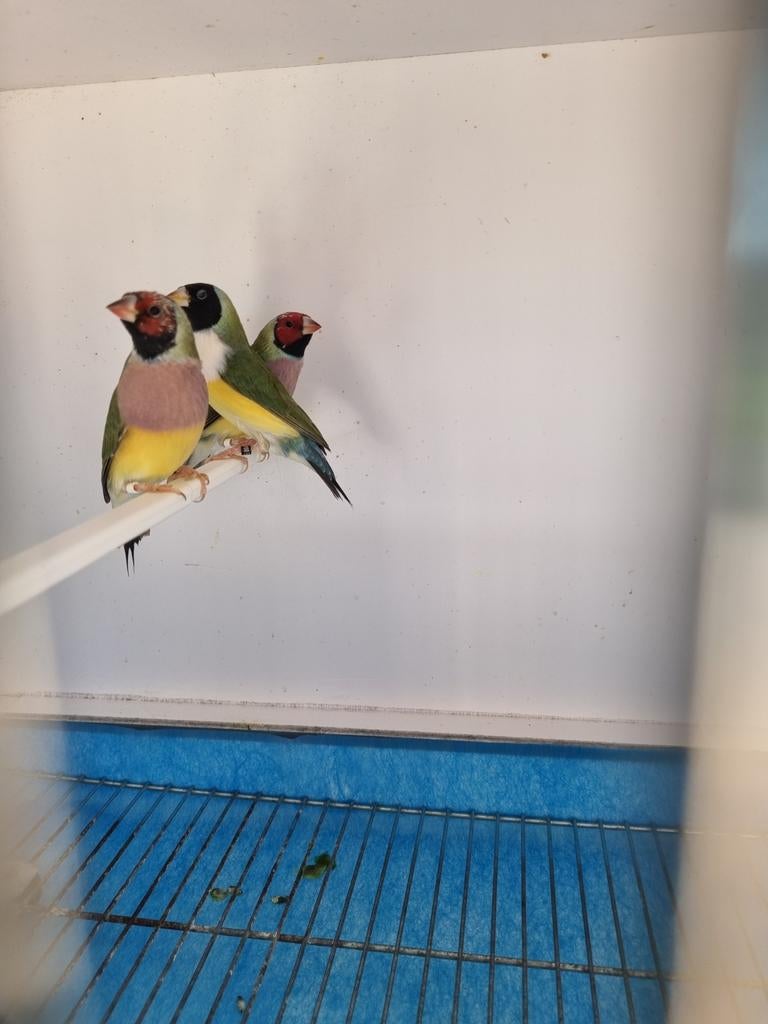 4 jeunes Gouldamadine de 2026 à vendre. Prix par pièce, Animaux & Accessoires, Oiseaux | Perruches & Perroquets
