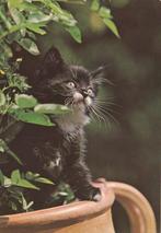 KATJE  ZIT  OP  BLOEMPOT  +  Mooie postzegel !, Verzamelen, Postkaarten | Dieren, Verzenden, 1980 tot heden, Gelopen, Hond of Kat