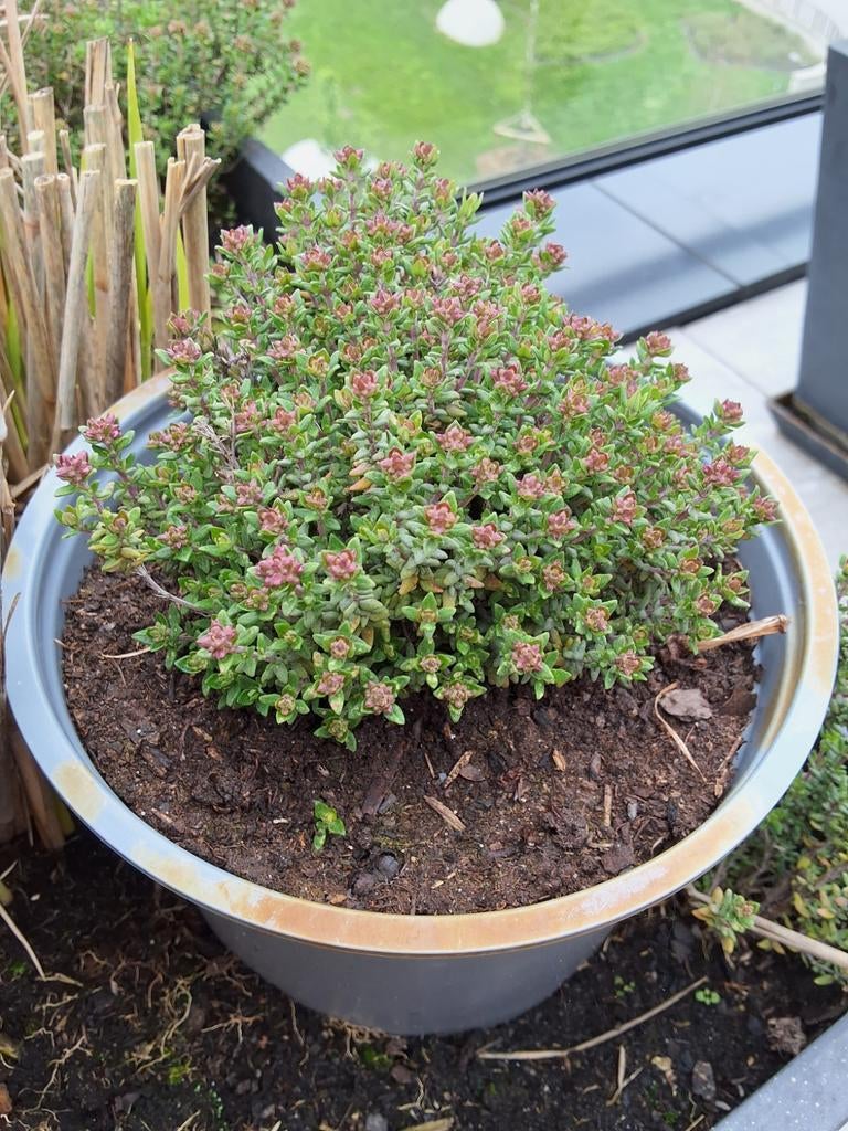 tijm in pot 15 cm diameter winterhard 5 euro., Tuin en Terras, Planten | Bomen, Ophalen, In pot