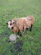 Kameroen Ram (1 jaar), Animaux & Accessoires