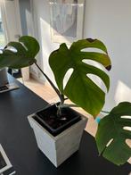 Gewone monstera in stenen pot, Enlèvement
