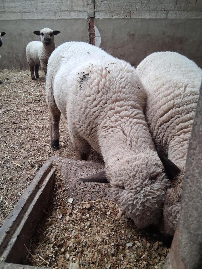 Hampshire down ramlam, Dieren en Toebehoren, Mannelijk, Schaap, 0 tot 2 jaar