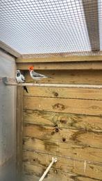 Man Roodkuifkardinaal ‘25, Mâle, Oiseau tropical, Bagué