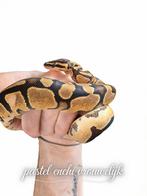 Balpyton pastel enchi vrouwelijk, Dieren en Toebehoren, Reptielen en Amfibieën, Slang, 0 tot 2 jaar