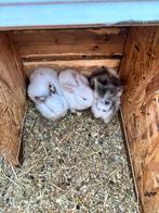 Lapins, 3 lapereaux a vendre, Enlèvement