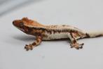 Mooie Frappucino Poss Het Axanthic wimpergekko, Dieren en Toebehoren, Reptielen en Amfibieën, Hagedis, Tam, 0 tot 2 jaar