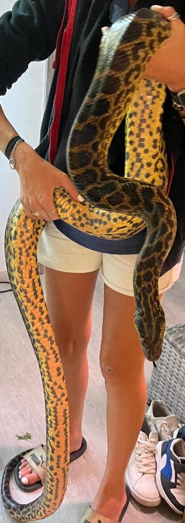 0.1 Eunectes notaeus 2008, Animaux & Accessoires, Serpent, 11 ans ou plus