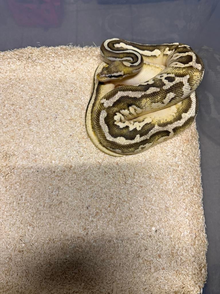 1.0 Pastel Leo Mojave Desert Ghost 50%het Pied, Dieren en Toebehoren, Slang, Tam, 0 tot 2 jaar