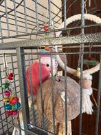 Rosalbin-koppel, Dieren en Toebehoren, Meerdere dieren, Papegaai, Geringd