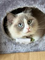 Ragdoll kittens, Sexe inconnu, Avec pedigree, 0 à 2 ans