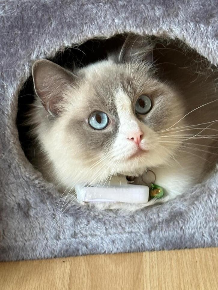 Ragdoll kittens, Animaux & Accessoires, Chats & Chatons | Chats de race | Poil long, Sexe inconnu, 0 à 2 ans, Avec pedigree, Avec puce électronique