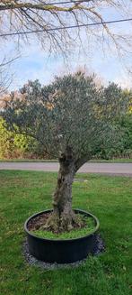 Olijfboom, Ophalen, In pot, Olijfboom