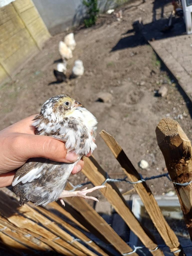 Cailles japonaises, Animaux & Accessoires