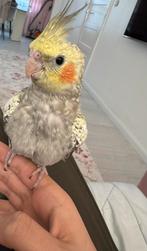 Calopsitte EAM quasiment sevré, Enlèvement ou Envoi