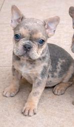 franse bulldog pups,merle,reutje, België, Reu, 8 tot 15 weken, Meerdere