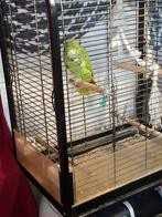 Perroquet Amazon, Animaux & Accessoires, Oiseaux | Perruches & Perroquets, Femelle, Perroquet, Domestique