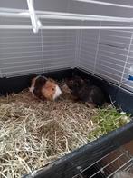 2 cavia beertjes, Dieren en Toebehoren, November, Mannelijk, Cavia
