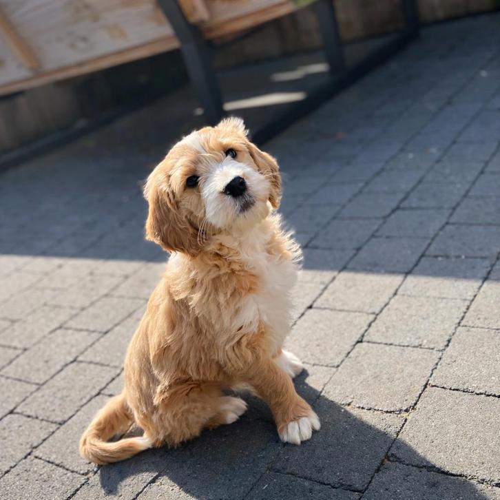 Knapp goldendoodle pups uit geteste ouders, Dieren en Toebehoren, Honden | Retrievers, Spaniëls en Waterhonden, Meerdere dieren