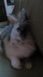 Leeuwenkopje dwerg zoekt nieuwe 5 ⭐️ huisje, Dieren en Toebehoren, Konijnen, Mannelijk