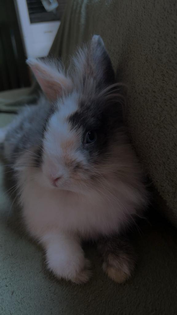 Leeuwenkopje dwerg zoekt nieuwe 5 ⭐️ huisje, Dieren en Toebehoren, Konijnen, Mannelijk