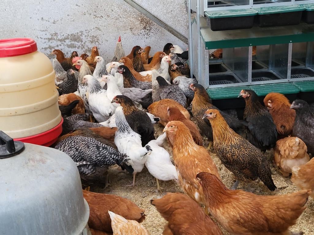 Poules pondeuses de différentes couleurs, Femelle, Poule ou poulet