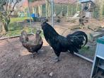 Ayam Cemani, Dieren en Toebehoren, Pluimvee